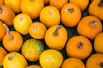 orange pumpkins