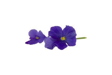 Two blue flowers on white background isolated