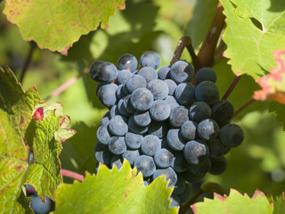 Spätburgunder (Pinot noir / nero) Traube am Rebstock