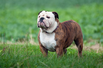 Bulldogge