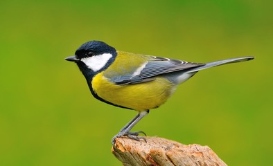 Parus major.
