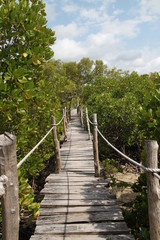 mangrove