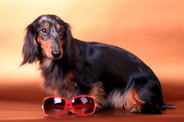 Studio portrait of black spotted long-haired dachshund