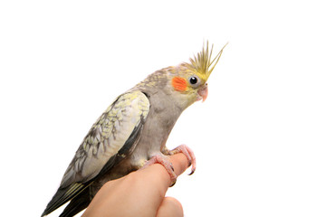 One cockatiel parakeet baby