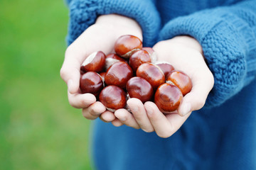 little hands with chestnuts