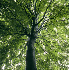 Beech (Fagus sylvatica), Horns of Canzo (Lombardy, Italy).