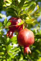 Branch with ripe pomegranate