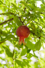 Branch with ripe pomegranate