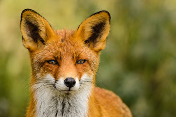 Fototapeta premium Red fox (Vulpes vulpes)