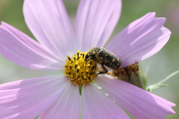コスモスと虫