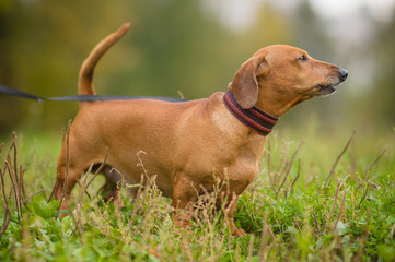 Dachshund with collar and leash seat on grass in park