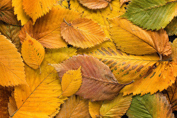 Autumn leaves background