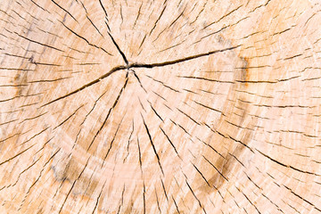 Texture of tree stump as background