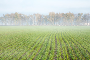 Wheat field