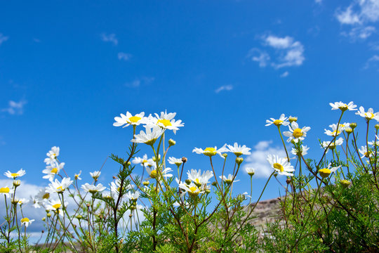 mayweed on a hill