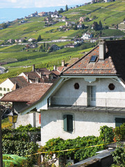 Fototapeta na wymiar Winnice w regionie Lavaux na jeziora Genewa, Szwajcaria