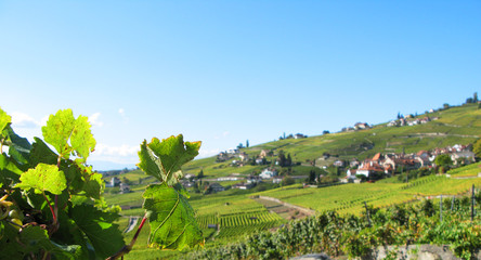 Fototapeta na wymiar Słynne winnice Lavaux regionu, Szwajcaria