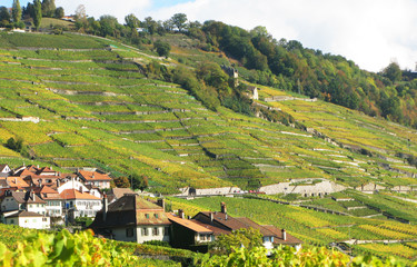 Famous vineyards in Lavaux region, Switzerland