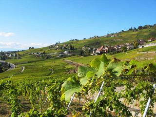 Famous vineyards in Lavaux region, Switzerland