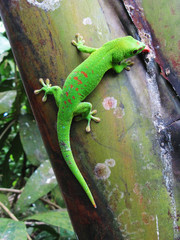 Green Madagascar day gecko on a palm tree © HappyAlex
