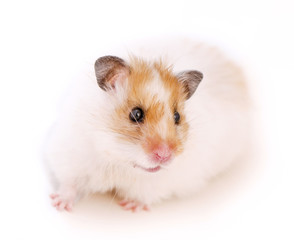 cute Syrian golden with white hamster close-up