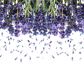 Naklejka premium bunch of fresh lavender flowers on white