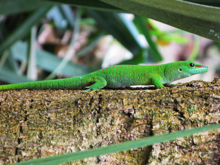 Madagascar day gecko