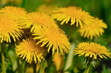 Dandelions