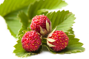 rad berries of wild strawberries on green leaves