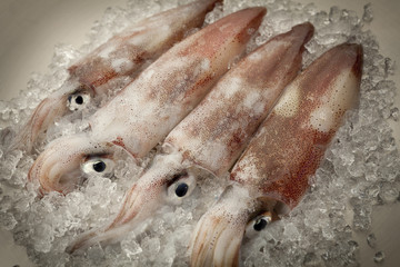 squids