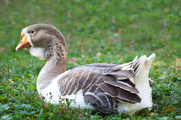 big goose in a green meadow