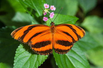 Schmetterling