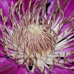 Clematis