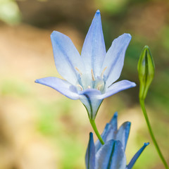 Fototapeta premium Grassnut And Bud