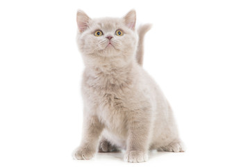 purple British kitten on isolated white