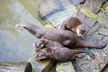 Fischottermutter mit drei Jungtieren