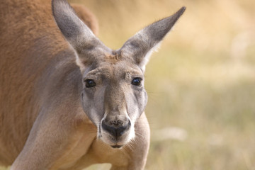 Regards de kangourou, Adélaïde, Australie
