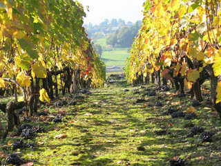 Vineyard in Montreux, Switzerland