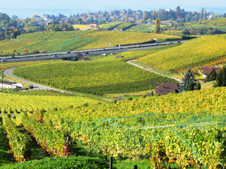 Vineyards at Geneva lake, Switzerland