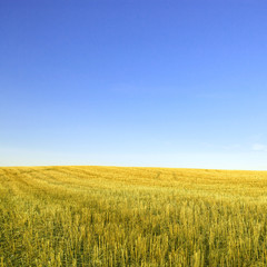 Harvested wheat field and  blue sky