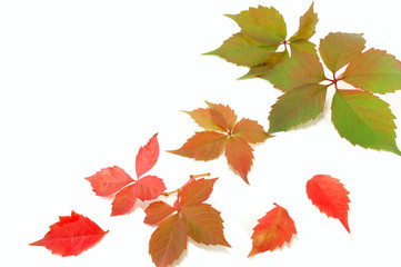 colorful autumn leaves