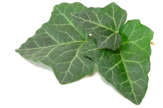 green ivy leaves
