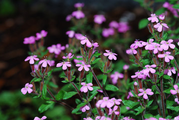 Obraz premium kleine rosa blueten