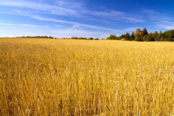 Wheat Field