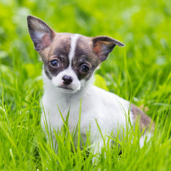 puppy chihuahua