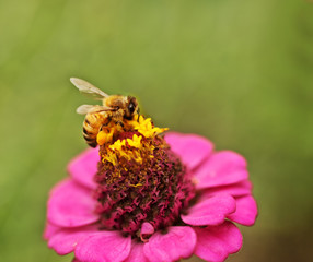 Autumn wild honey bee pollinating pink Zinnia flower