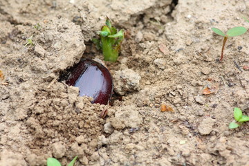 Hirschkäfer gräbt sich ein