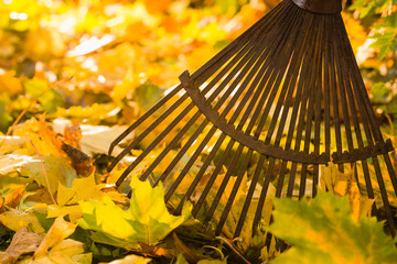 Rake and leafs