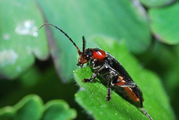 rot schwarzer kaefer