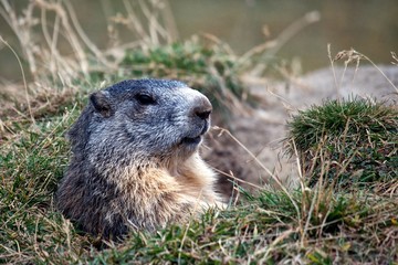 Marmotta